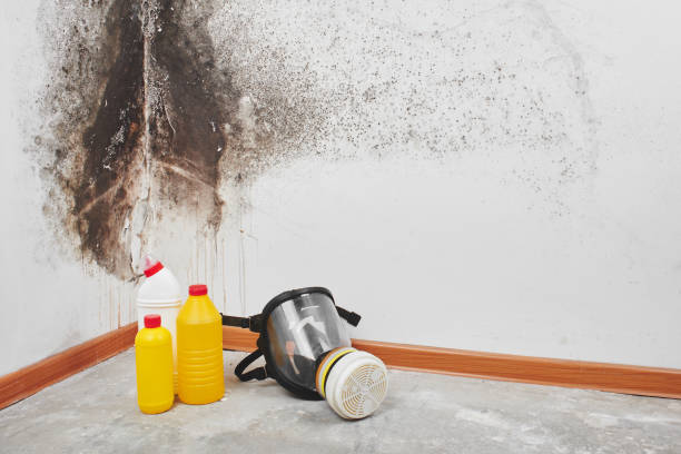 Best Black Mold Removal  in Loganville, PA