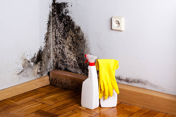 Mold Removal Process in Loganville, PA