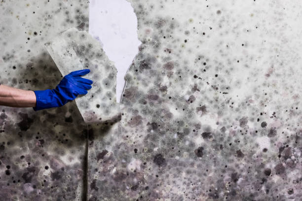 Best Mold Removal Process  in Loganville, PA