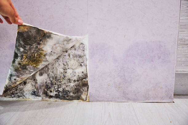 Best Crawl Space Mold Removal  in Loganville, PA